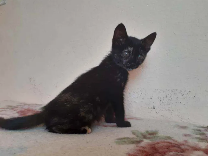 Gato ra a SRD idade 2 a 6 meses nome Sem nome 