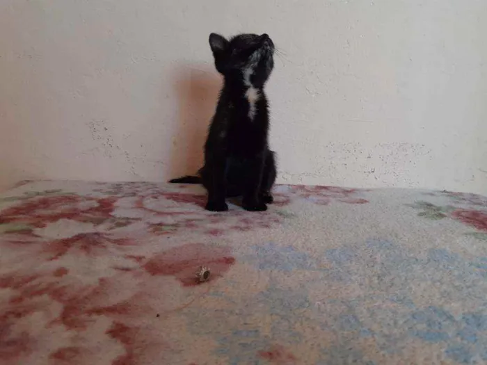 Gato ra a SRD idade 2 a 6 meses nome Sem nome 