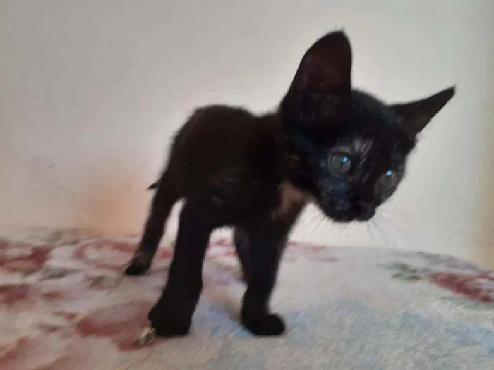Gato ra a SRD idade 2 a 6 meses nome Sem nome 