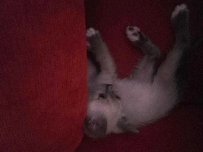 Gato ra a Pcb idade Abaixo de 2 meses nome Sem nome