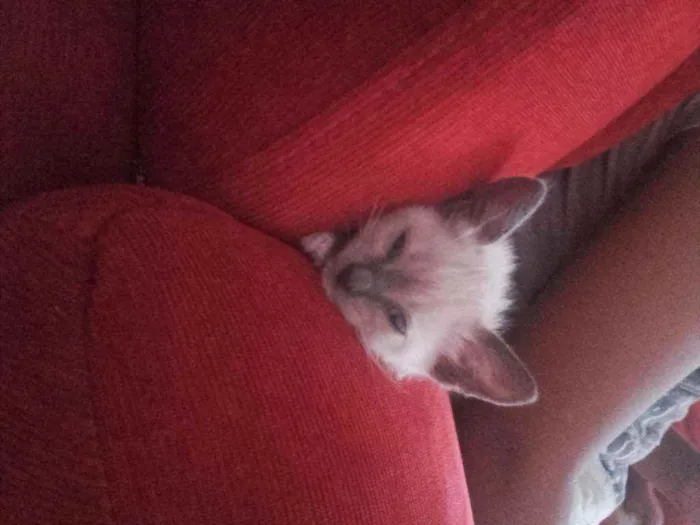 Gato ra a Pcb idade Abaixo de 2 meses nome Sem nome