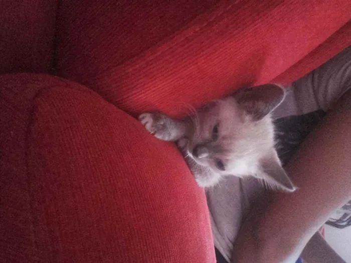 Gato ra a Pcb idade Abaixo de 2 meses nome Sem nome