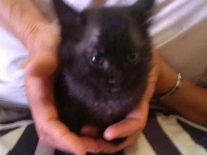 Gato raça indefinida idade Abaixo de 2 meses nome não tem 