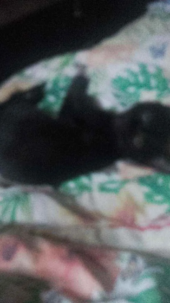 Gato ra a Pcb idade 2 a 6 meses nome Sem nome