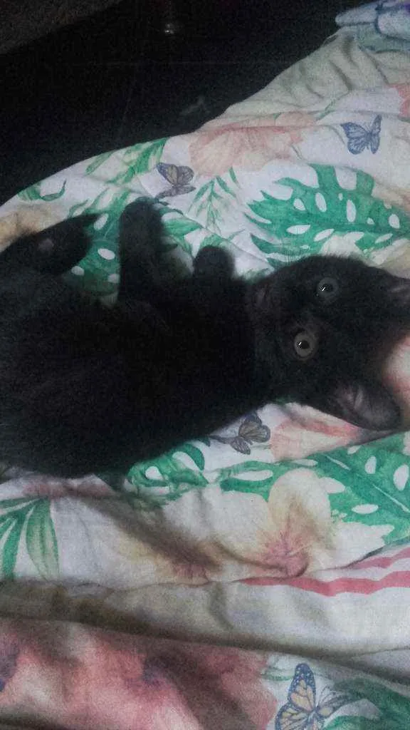 Gato ra a Pcb idade 2 a 6 meses nome Sem nome