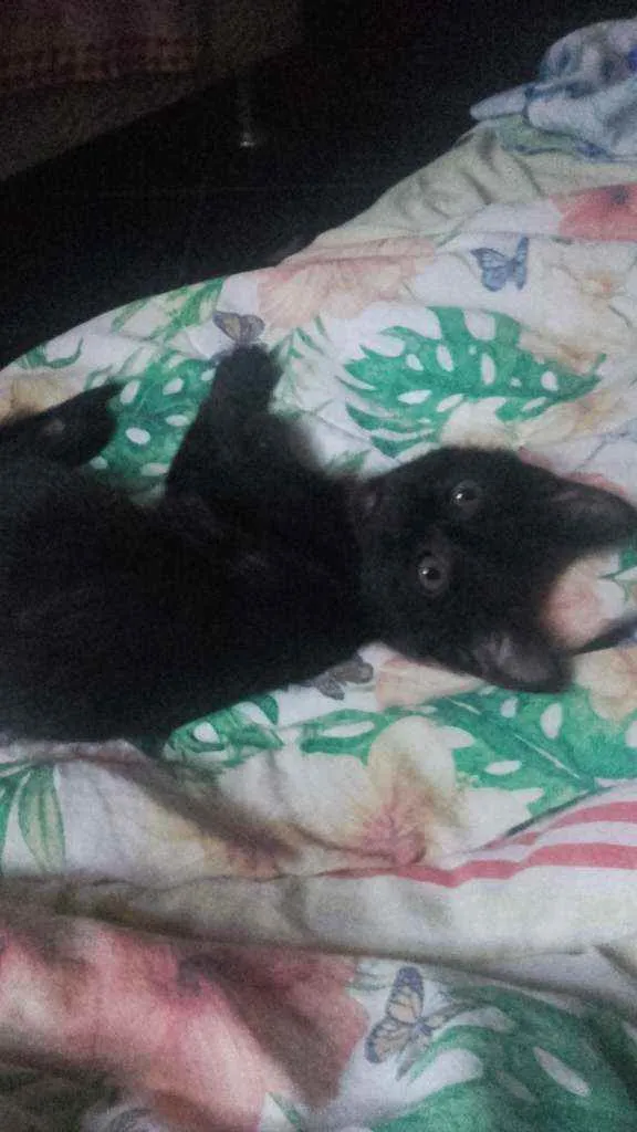 Gato ra a Pcb idade 2 a 6 meses nome Sem nome