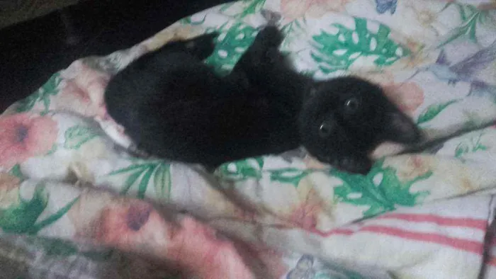 Gato ra a Pcb idade 2 a 6 meses nome Sem nome