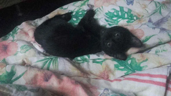 Gato ra a Pcb idade 2 a 6 meses nome Sem nome