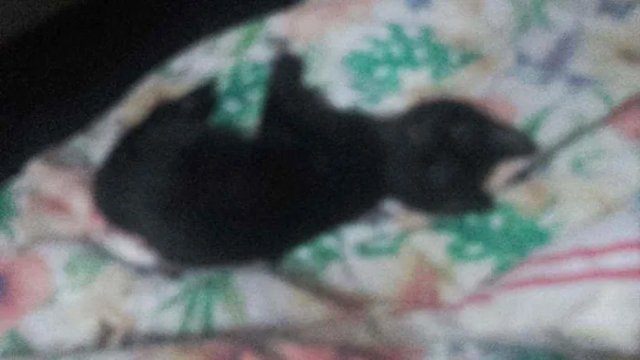 Gato ra a Pcb idade 2 a 6 meses nome Sem nome