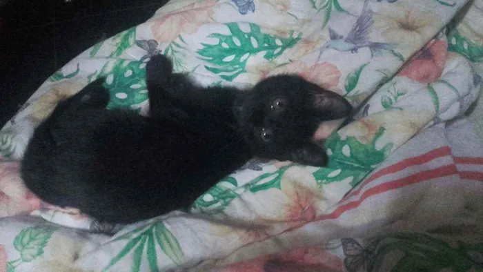 Gato ra a Pcb idade 2 a 6 meses nome Sem nome