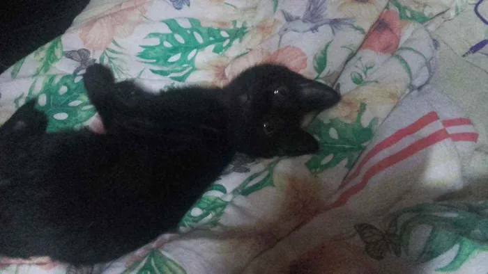 Gato ra a Pcb idade 2 a 6 meses nome Sem nome