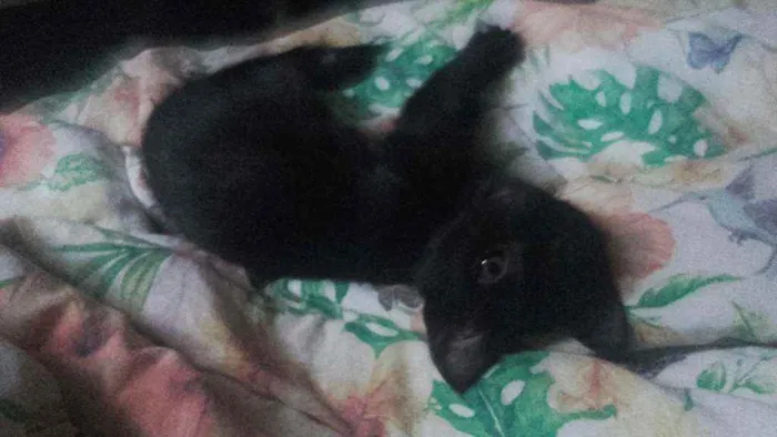 Gato ra a Pcb idade 2 a 6 meses nome Sem nome