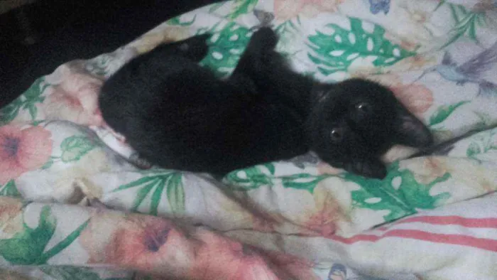Gato ra a Pcb idade 2 a 6 meses nome Sem nome
