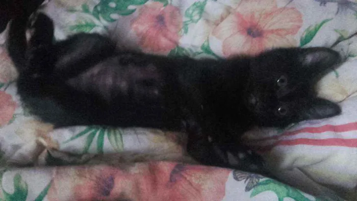 Gato ra a Pcb idade 2 a 6 meses nome Sem nome