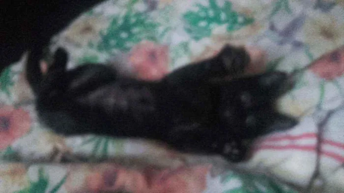Gato ra a Pcb idade 2 a 6 meses nome Sem nome