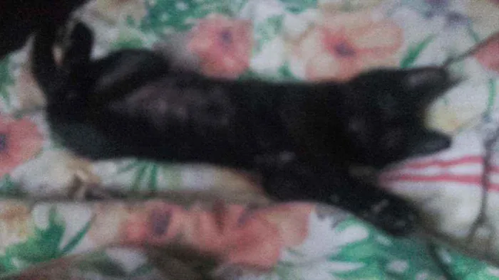 Gato ra a Pcb idade 2 a 6 meses nome Sem nome