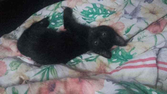Gato ra a Pcb idade 2 a 6 meses nome Sem nome