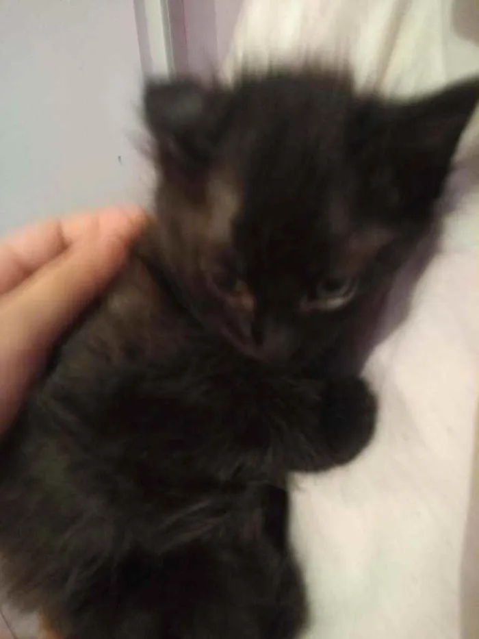 Gato raça indefinida idade Abaixo de 2 meses nome não tem 