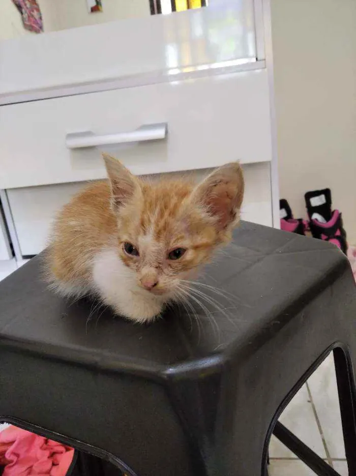 Gato ra a  idade 2 a 6 meses nome Raio
