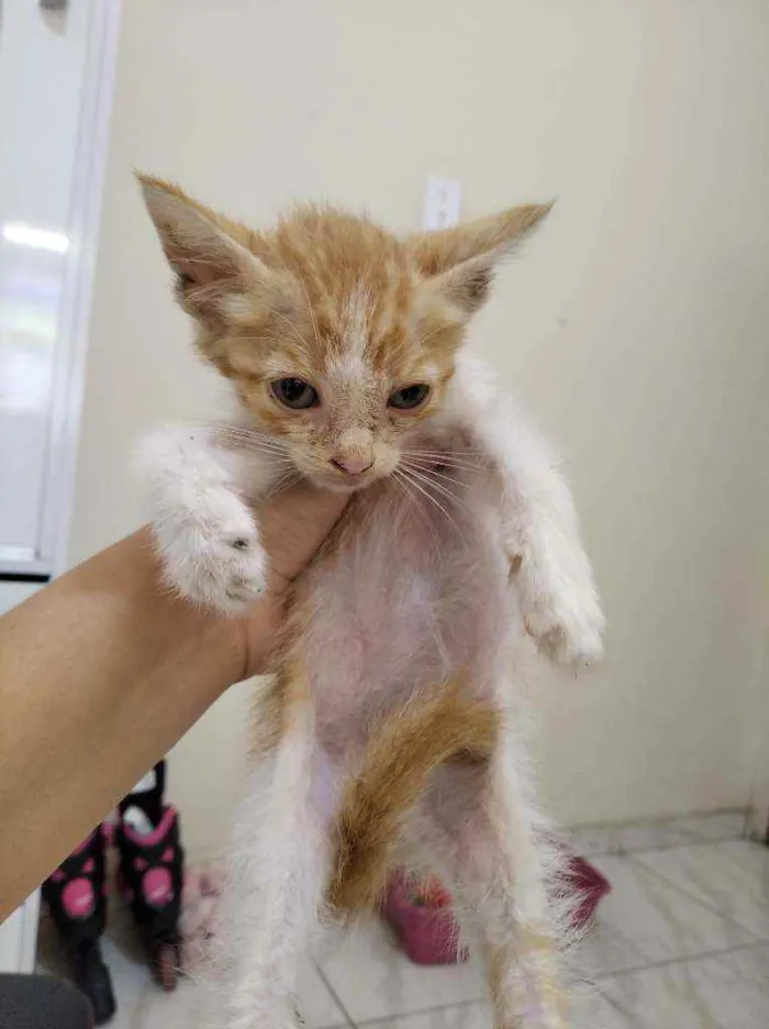 Gato ra a  idade 2 a 6 meses nome Raio