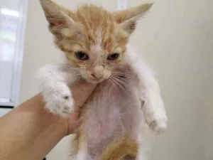 Gato raça  idade 2 a 6 meses nome Raio