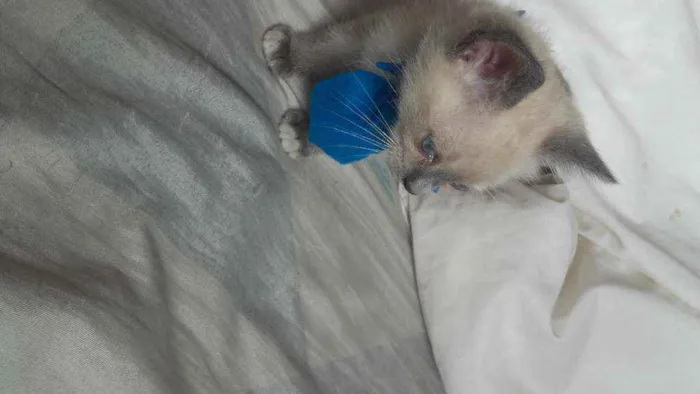 Gato ra a Pcb idade Abaixo de 2 meses nome Sem nome