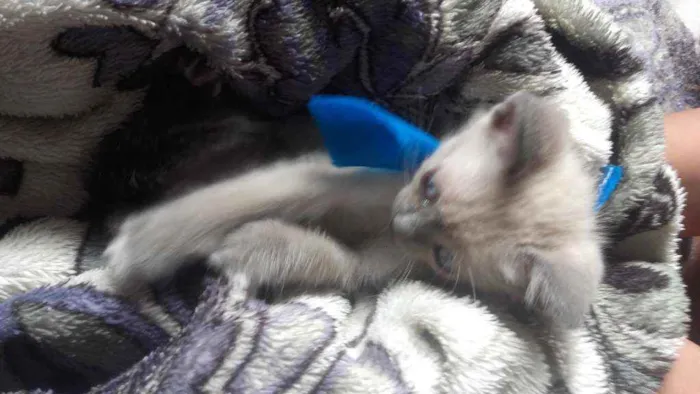Gato ra a Pcb idade Abaixo de 2 meses nome Sem nome