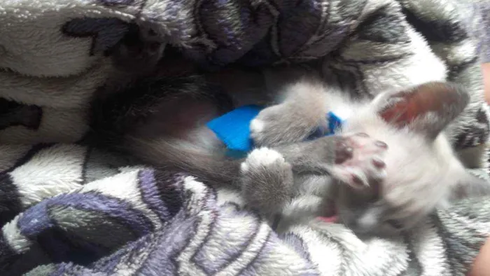 Gato ra a Pcb idade Abaixo de 2 meses nome Sem nome