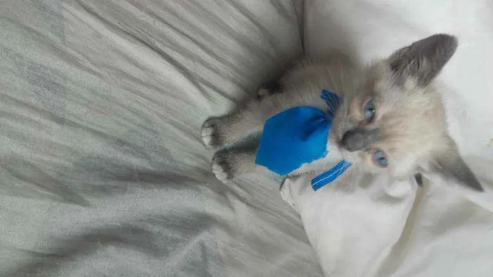 Gato ra a Pcb idade Abaixo de 2 meses nome Sem nome