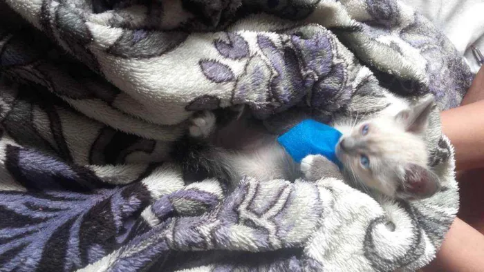 Gato ra a Pcb idade Abaixo de 2 meses nome Sem nome