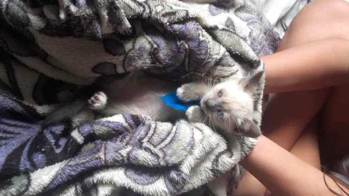 Gato ra a Pcb idade Abaixo de 2 meses nome Sem nome