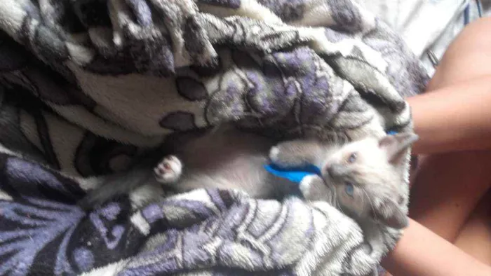 Gato ra a Pcb idade Abaixo de 2 meses nome Sem nome