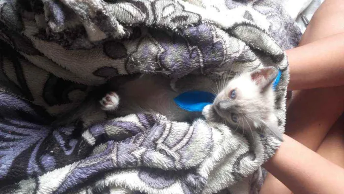 Gato ra a Pcb idade Abaixo de 2 meses nome Sem nome