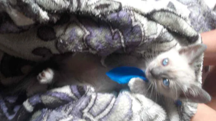 Gato ra a Pcb idade Abaixo de 2 meses nome Sem nome