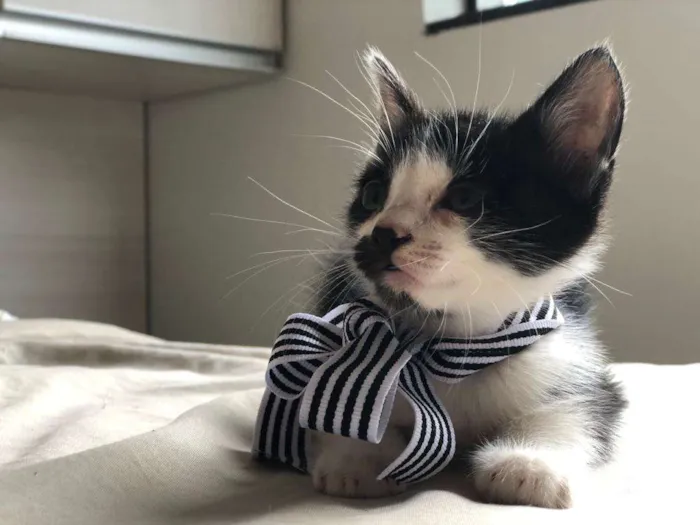 Gato ra a s/r idade Abaixo de 2 meses nome Tim