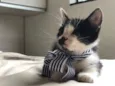 Tim