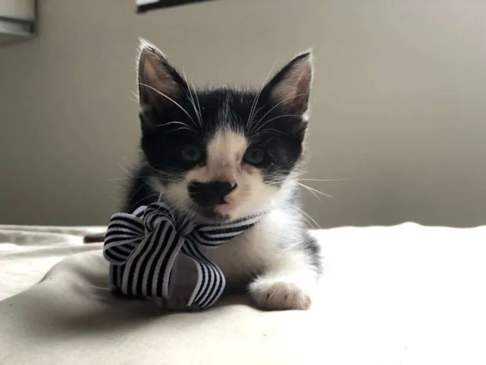 Gato ra a s/r idade Abaixo de 2 meses nome Tim