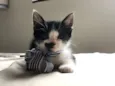 Tim