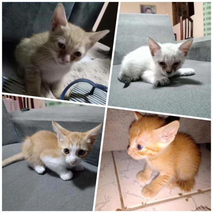 Gato ra a Mista idade 2 a 6 meses nome Filhotes