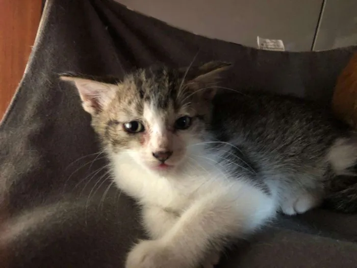 Gato ra a s/r idade Abaixo de 2 meses nome Matias