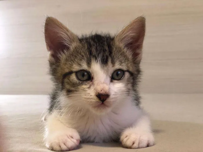 Gato ra a s/r idade Abaixo de 2 meses nome Matias