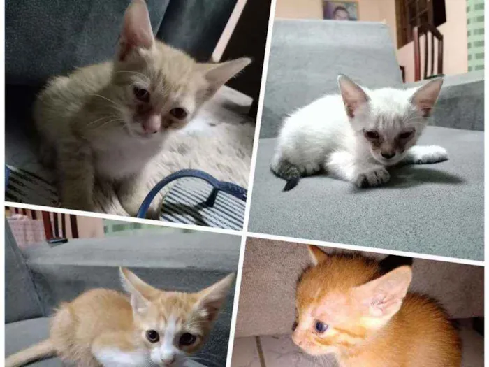 Gato ra a Mista idade 2 a 6 meses nome Filhotes