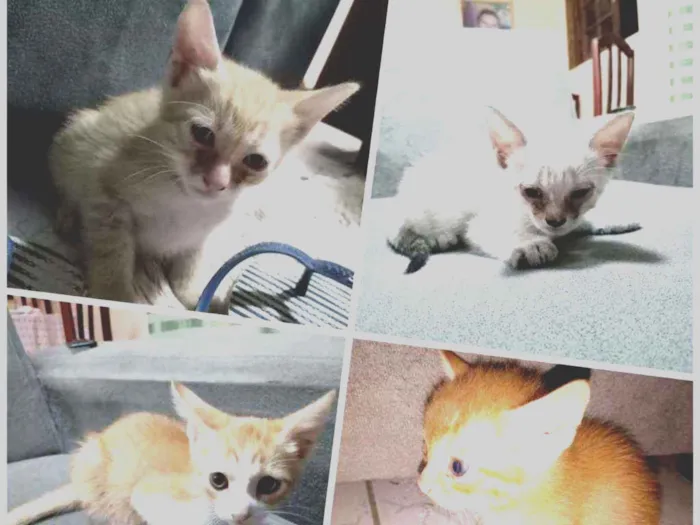 Gato ra a Mista idade 2 a 6 meses nome Filhotes