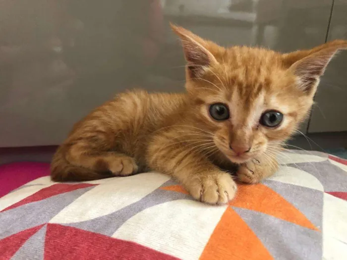 Gato ra a s/r idade  nome Léo
