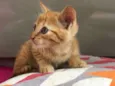 Léo