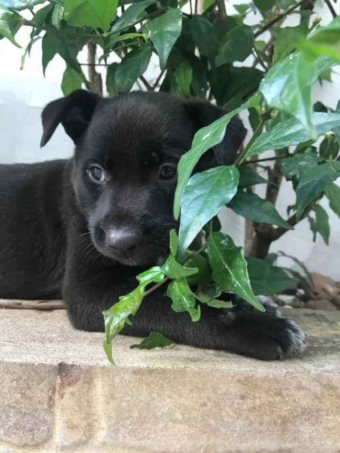 Cachorro ra a Sem Raça Definida idade Abaixo de 2 meses nome Sem Nome