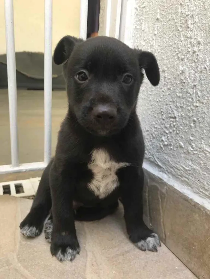 Cachorro ra a Sem Raça Definida idade Abaixo de 2 meses nome Sem Nome