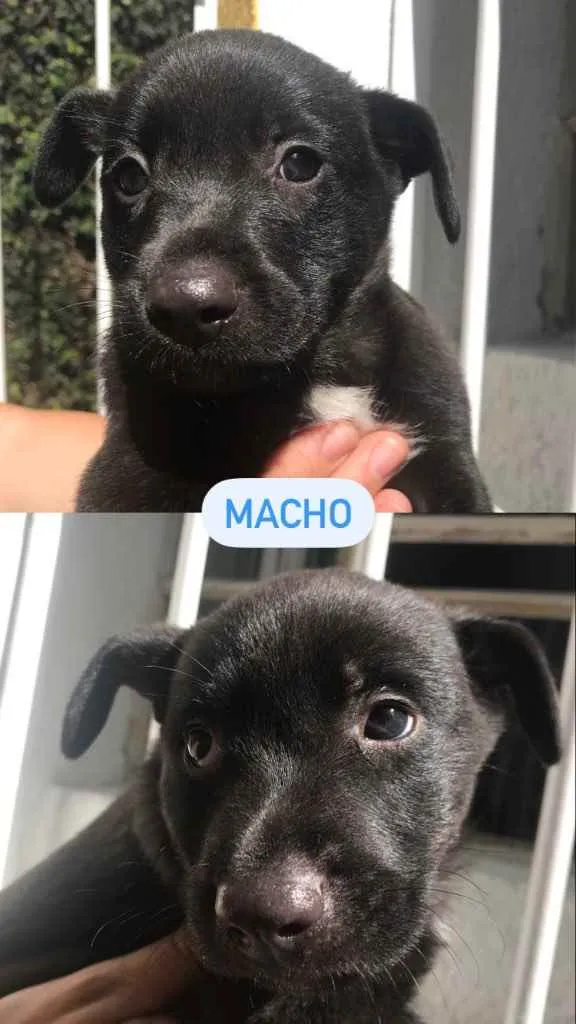 Cachorro ra a Sem Raça Definida idade Abaixo de 2 meses nome Sem Nome