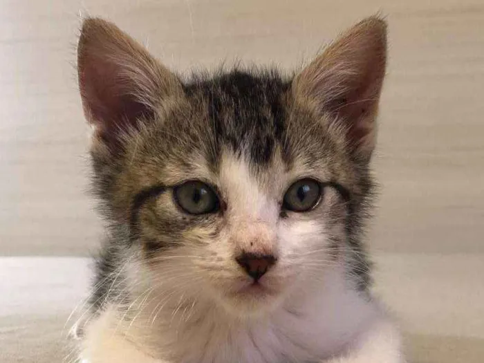 Gato ra a s/r idade Abaixo de 2 meses nome Matias