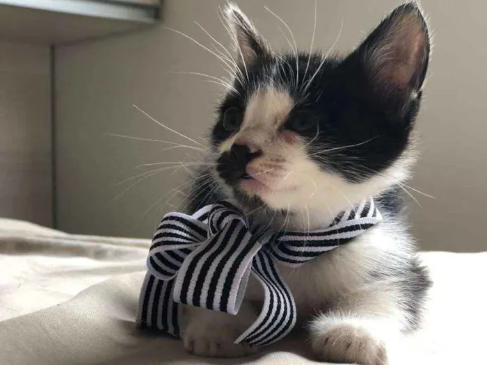 Gato ra a s/r idade Abaixo de 2 meses nome Tim